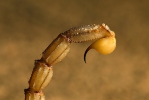 Štír středomořský (Buthus occitanus)