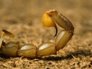 Štír středomořský (Buthus occitanus)