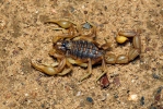 Štír středomořský (Buthus occitanus)