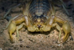 Štír středomořský (Buthus occitanus)