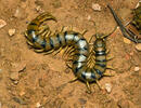 Stonoha páskovaná (Scolopendra cingulata)