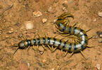 Stonoha páskovaná (Scolopendra cingulata)