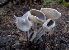 Stopečka pýřitá (Helvella macropus)