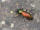 Střevlík (Carabus rutilans)