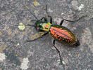 Střevlík (Carabus rutilans)