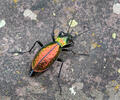 Střevlík (Carabus rutilans)