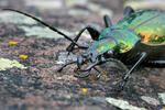 Střevlík (Carabus rutilans)