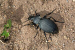 Střevlík kožitý (Carabus coriacerus)