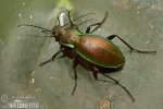 Střevlík Scheidlerův (Carabus scheidleri)