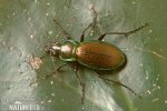 Střevlík Scheidlerův (Carabus scheidleri)