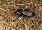 Střevlík zahradní (Carabus hortensis)