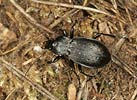 Střevlík zahradní (Carabus hortensis)