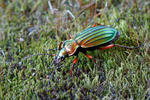 Střevlík zlatolesklý (Carabus auronitens)