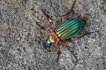 Střevlík zlatolesklý (Carabus auronitens)