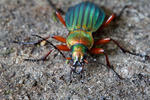 Střevlík zlatolesklý (Carabus auronitens)