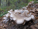 Strmělka mlženka (Clitocybe nebularis)