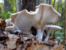 Strmělka mlženka (Clitocybe nebularis)