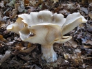 Strmělka mlženka (Clitocybe nebularis)