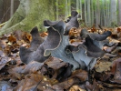 Stroček trubkovitý (Craterellus cornucopioides)