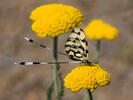 Stuholetka jižní (Nemoptera sinuata)