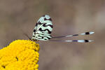 Stuholetka jižní (Nemoptera sinuata)