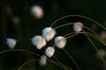 Suchopýr (Eriophorum scheuchzeri)