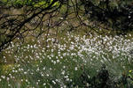 Suchopýr pochvatý (Eriophorum vaginatum)