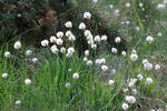 Suchopýr pochvatý (Eriophorum vaginatum)