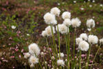 Suchopýr pochvatý (Eriophorum vaginatum)