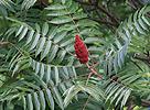 Sumach pálkový (Rhus typhina)