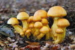 Šupinovec nádherný (Gymnopilus spectabilis)