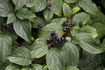 Svída krvavá (Cornus sanguinea)