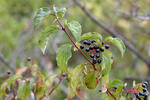 Svída krvavá (Cornus sanguinea)