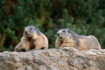 Svišť horský (Marmota marmota)