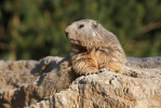 Svišť horský (Marmota marmota)