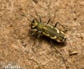 Svižník (Cicindela sp.)