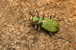 Svižník polní (Cicindela campestris)