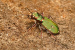 Svižník polní (Cicindela campestris)