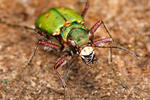 Svižník polní (Cicindela campestris)