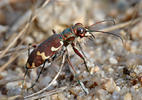 Svižník zvrhlý (Cicindela hybrida)