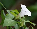 Krytosemenné rostliny s bílými květy