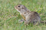 Sysel obecný (Spermophilus citellus)