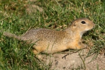 Sysel obecný (Spermophilus citellus)