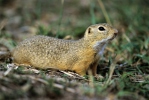 Sysel obecný (Spermophilus citellus)