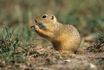 Syseľ pasienkový (Spermophilus citellus)