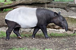 Tapír čabrakový (Tapirus indicus)