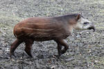 Tapír jihoamerický (Tapirus terrestris)