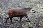 Tapír jihoamerický (Tapirus terrestris)