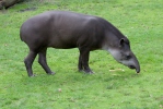 Tapír jihoamerický (Tapirus terrestris)