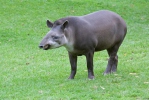 Tapír jihoamerický (Tapirus terrestris)